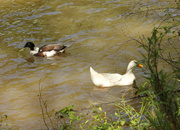 1st May 2014 - Pekin duck with mallard