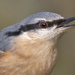 Nuthatch. by gamelee