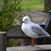 garden variety seagull by dianeburns
