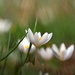 Blood root flowers by jayberg