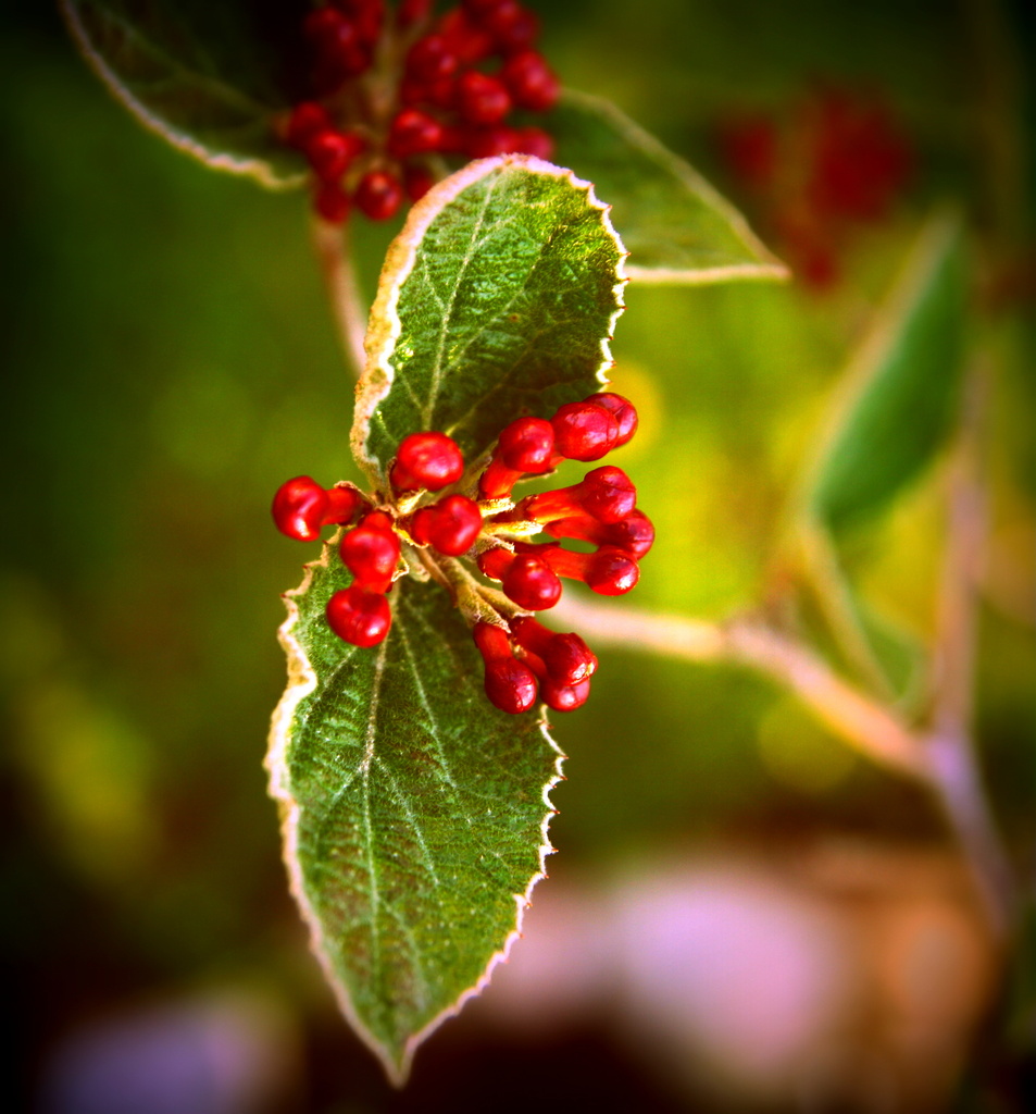 Day 121: Spring Berries by sheilalorson