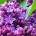 lilacs by wiesnerbeth