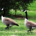 Synchronized Geese by digitalrn