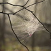 petal caught in web by francoise
