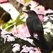 Northern Mockingbird by khawbecker