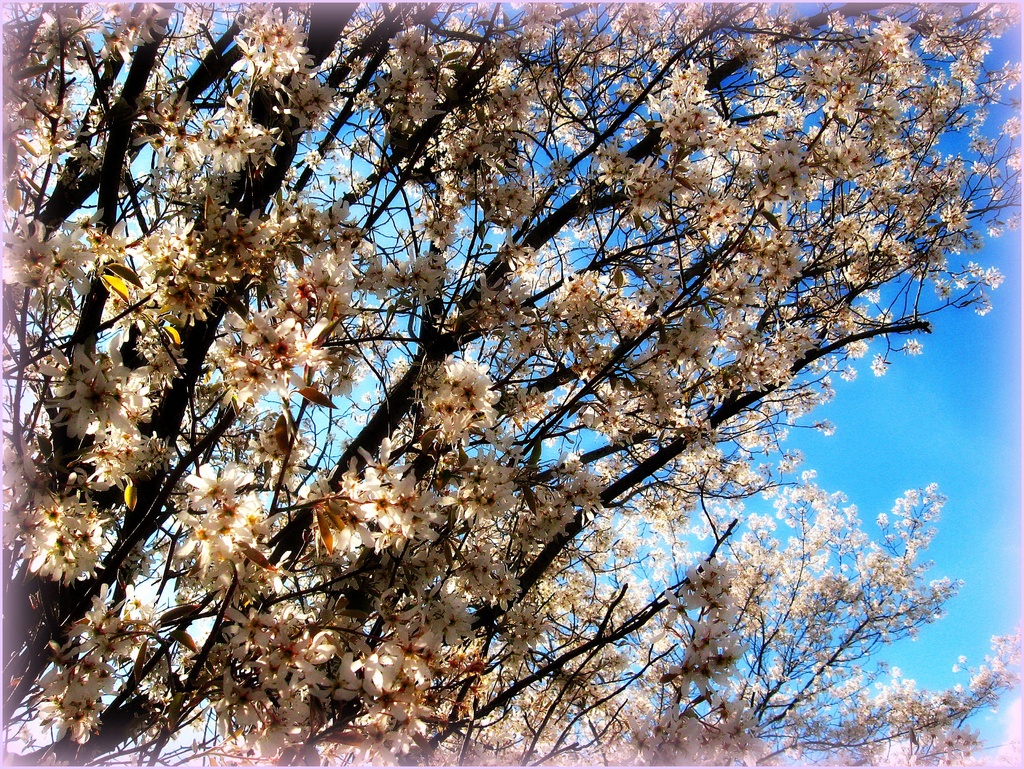 Flowering Tree by olivetreeann