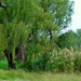 "Green Green Grass of Home" by gigiflower