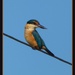 kingfisher by rustymonkey