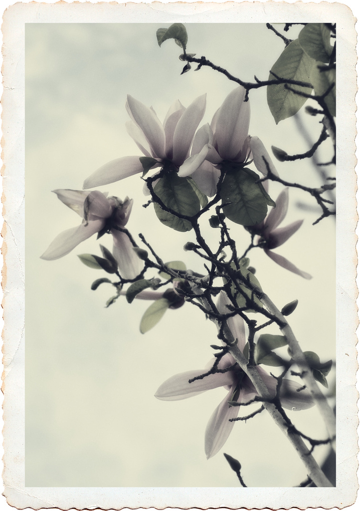 Magnolia  by brigette