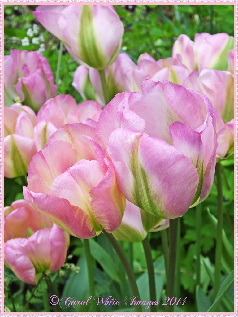  Tulips- Coton Manor Gardens  by carolmw