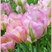  Tulips- Coton Manor Gardens  by carolmw