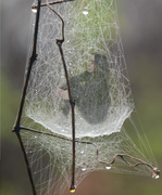 2nd May 2014 - Lady of the Web