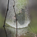 Lady of the Web by francoise