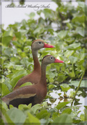 2nd May 2014 - Black Bellied Whistling Ducks