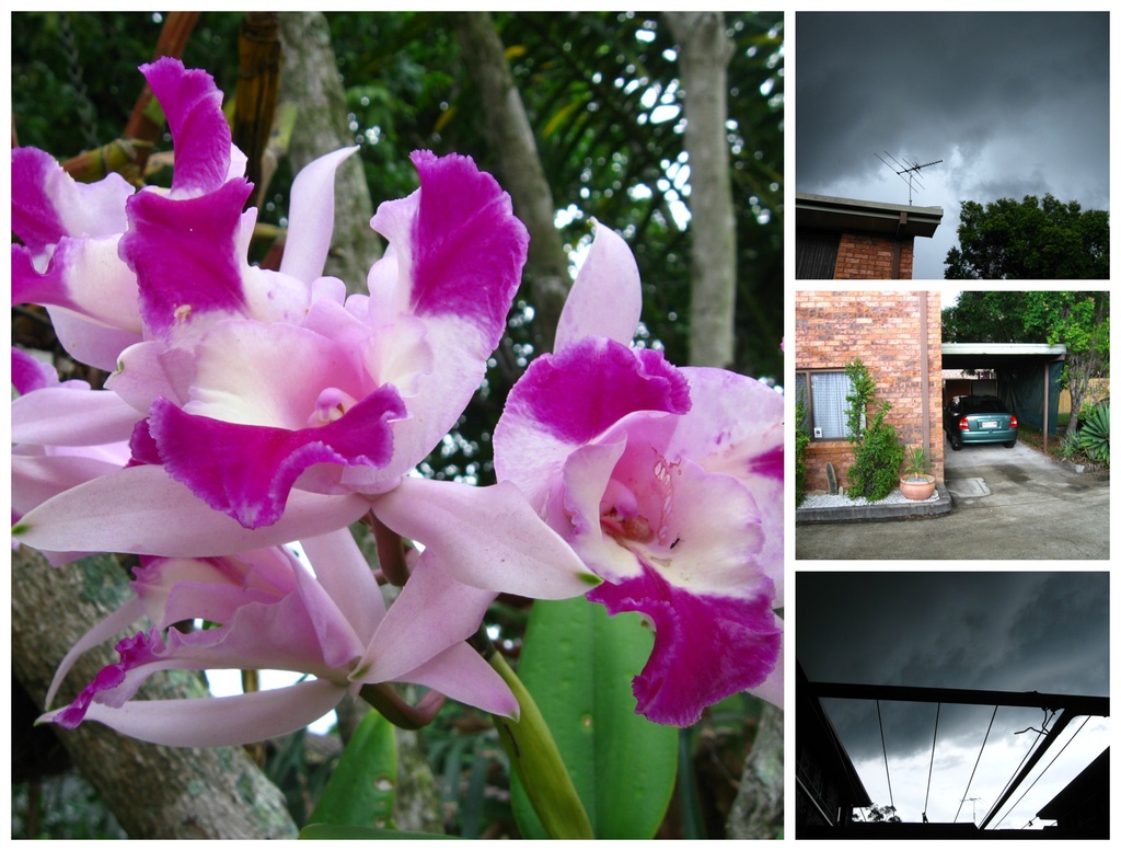 Orchids and Storms by mozette