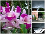2nd May 2014 - Orchids and Storms
