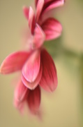 2nd May 2014 - Dusky pink