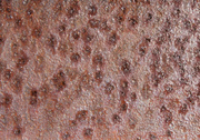 2nd May 2014 - Rusty plate