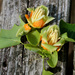 Tulip poplar by randystreat