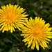 Dandelions, American Style by kannafoot