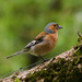 Common chaffinch - 2-05 by barrowlane