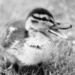 Quackers by judithg