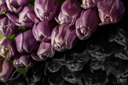 2nd May 2014 - Tulips VII - Diagonal SC