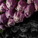 Tulips VII - Diagonal SC by leonbuys83