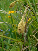28th Apr 2014 - Sedges and marsh marigolds ...