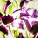Tulip petals by jocasta
