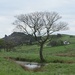 Ramshaw Tree in May by roachling