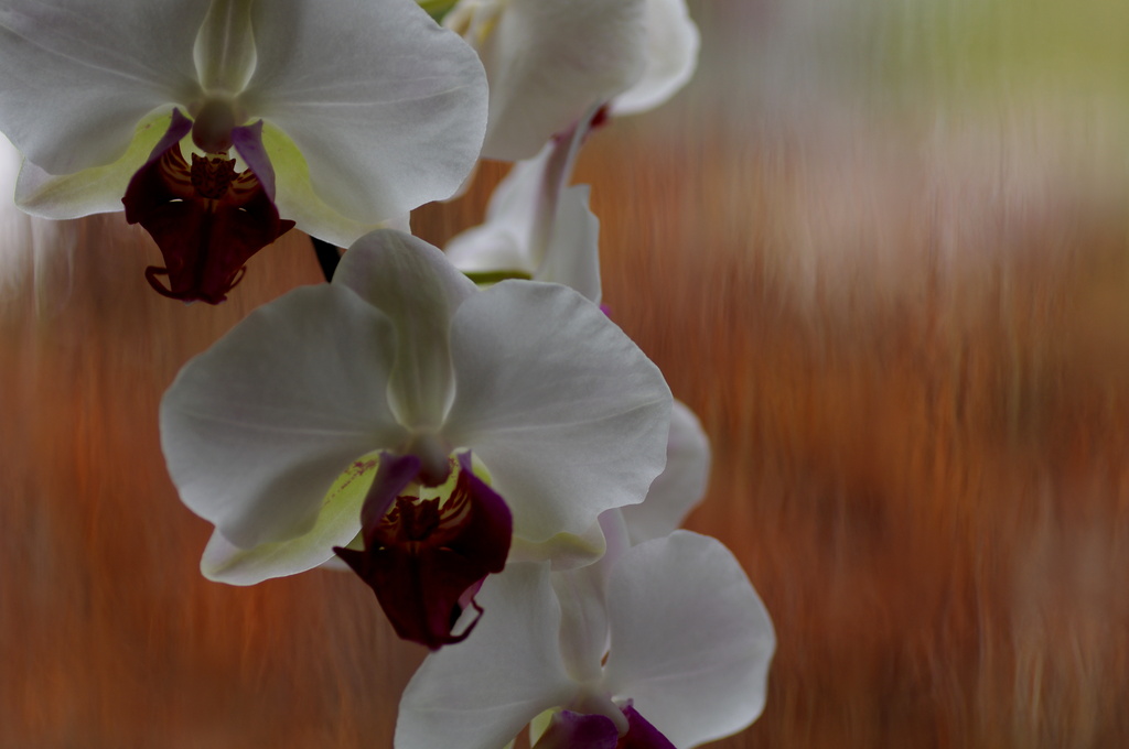 Orchid in the window by radiogirl