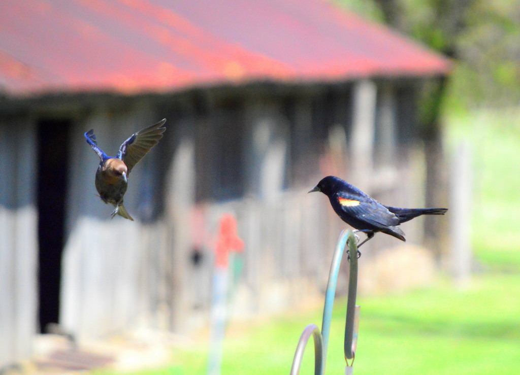 Cowbird Meets Red-Winged Blackbird by kareenking