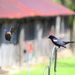 Cowbird Meets Red-Winged Blackbird by kareenking