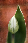2nd May 2014 - Tulip and Leaf