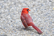 30th Apr 2014 - Cardinal