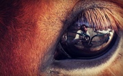 25th Apr 2014 - horse eye selfie