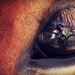 horse eye selfie by edie