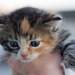 kitten by aecasey