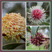 hakea collage  by dianeburns