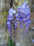 2nd May 2014 - Wisteria