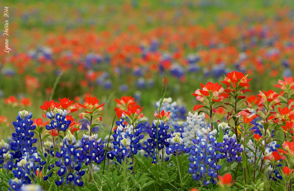 Bluebonnets and Indian Paintbrush by lynne5477