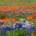 Bluebonnets and Indian Paintbrush by lynne5477