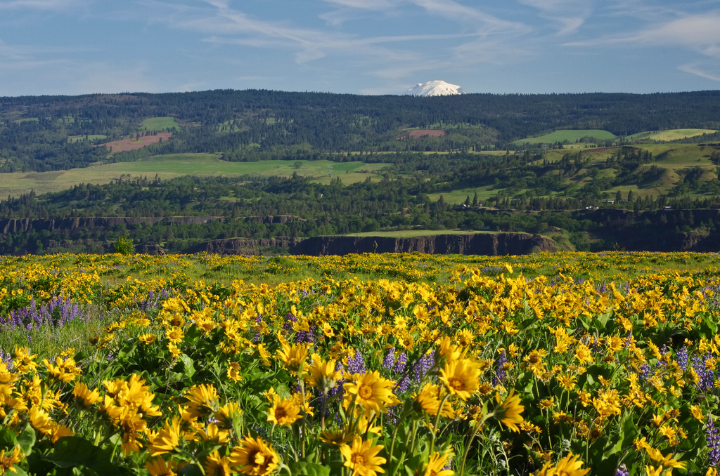 Rowena Crest, Oregon by vickisfotos
