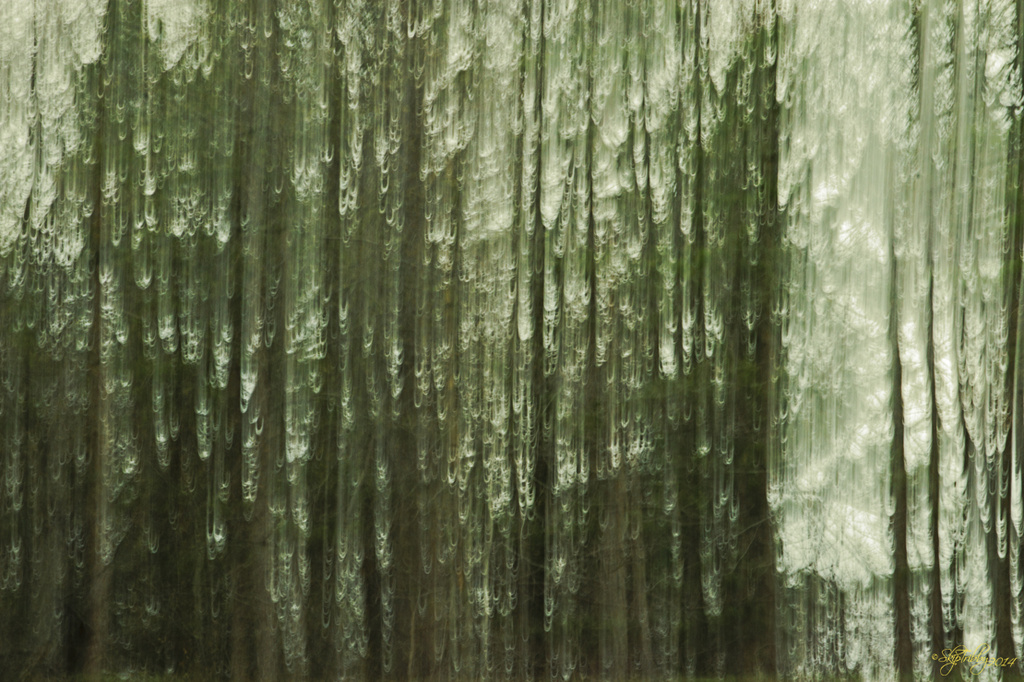ICM -  Haunted Forest by skipt07