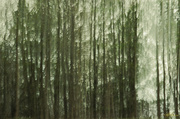 2nd May 2014 - ICM -  Haunted Forest
