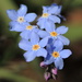Forget-me-not by judithdeacon