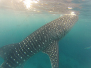 3rd Apr 2014 - Swimming with whale sharks