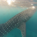 Swimming with whale sharks by lily