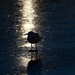 Seagull silhouette by judithdeacon